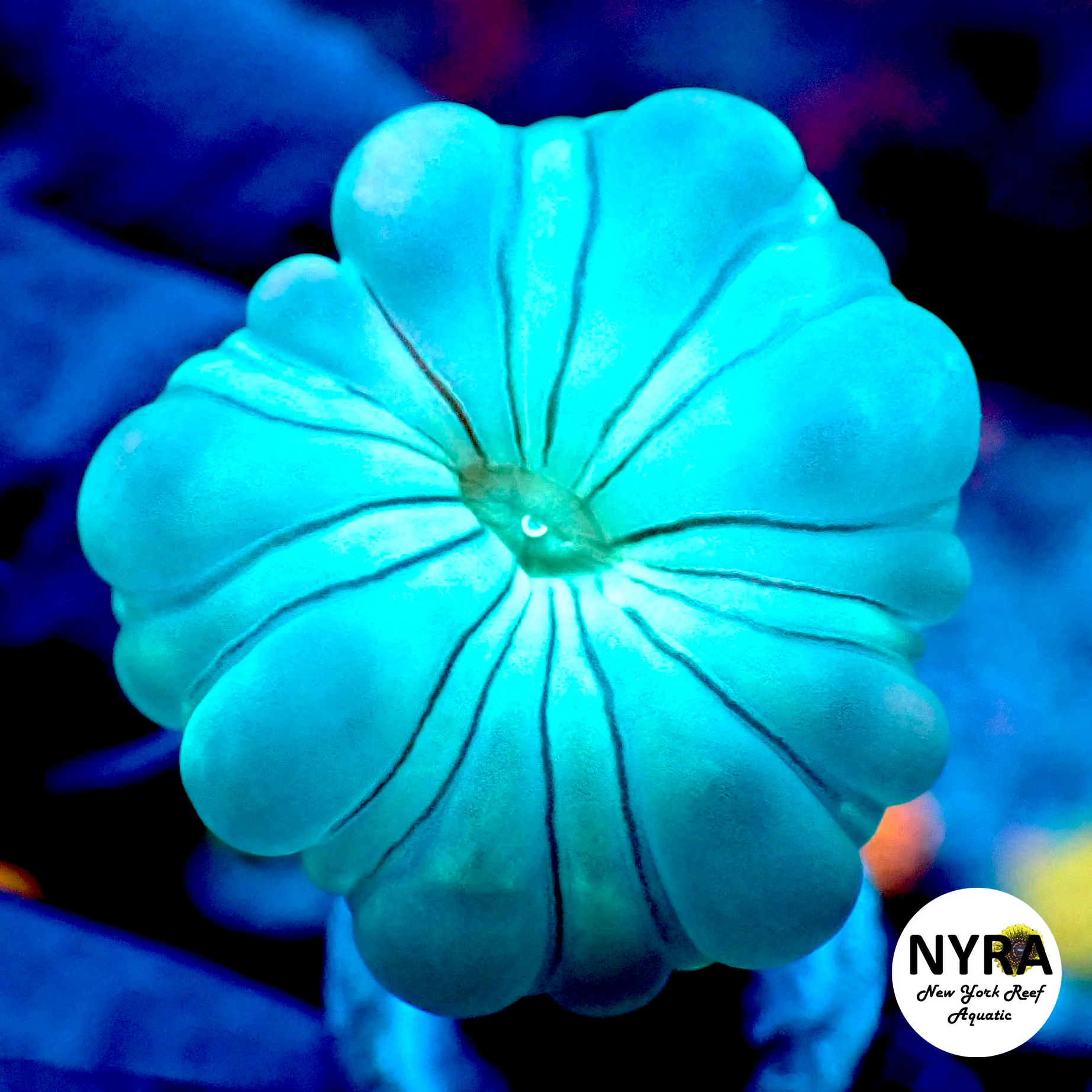 Fox Coral Frag