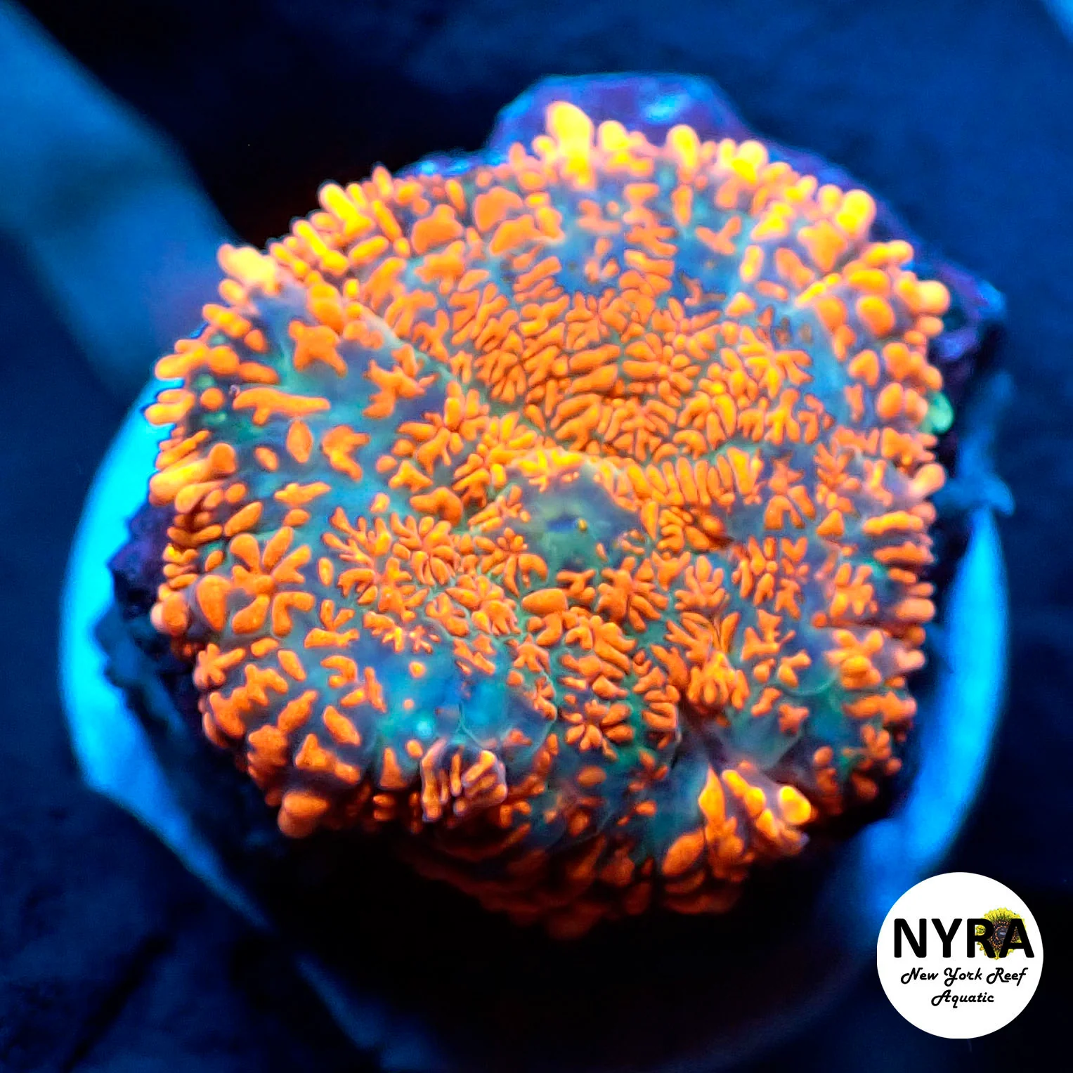 NYRA Archaic Blood Mushroom