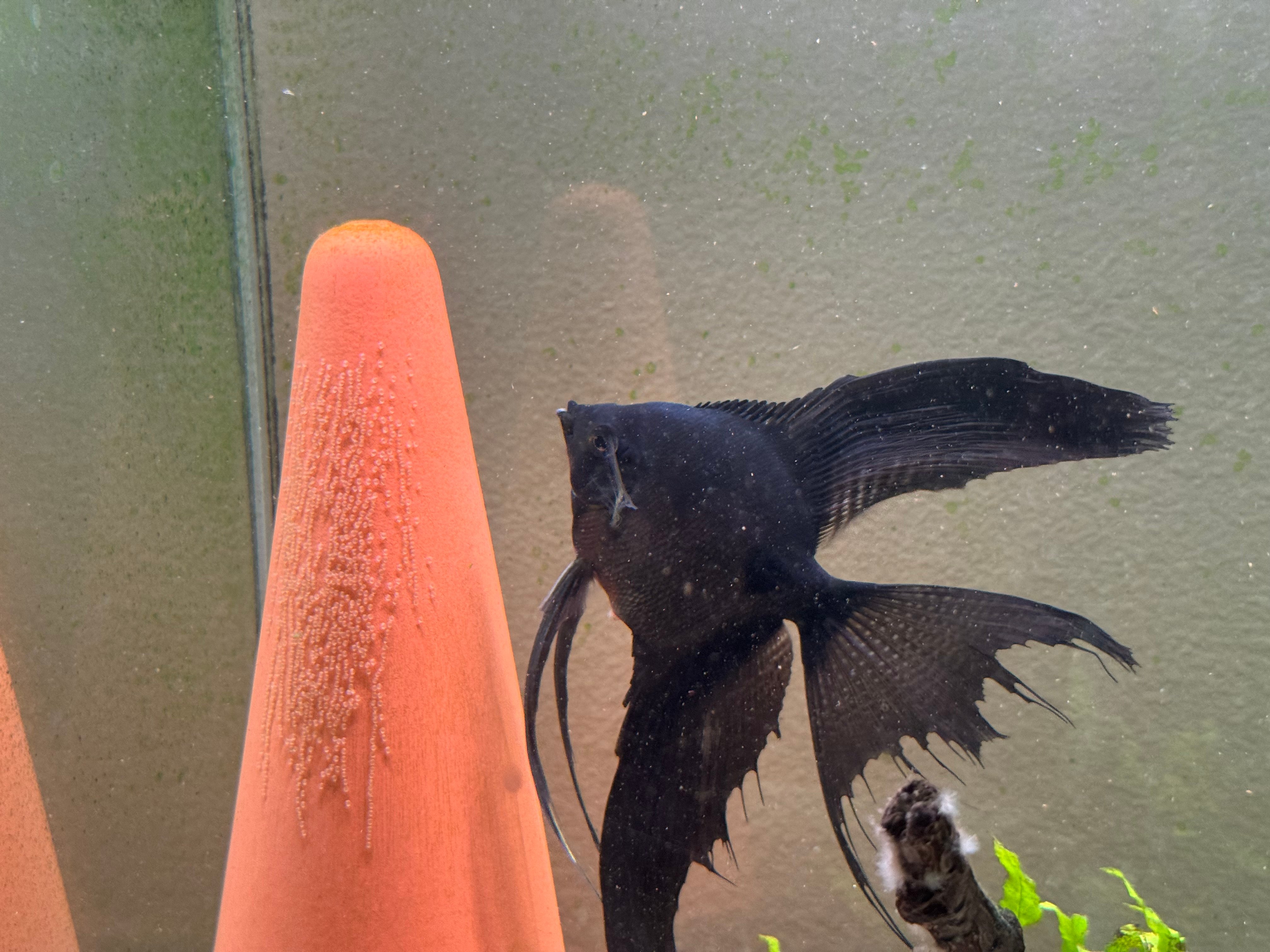 Super Nice Proven Veiltail Pinoy Angelfish Pair, 1st spawn