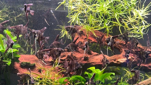 Group of 3 Half-Dollar-Sized Marble Angelfish