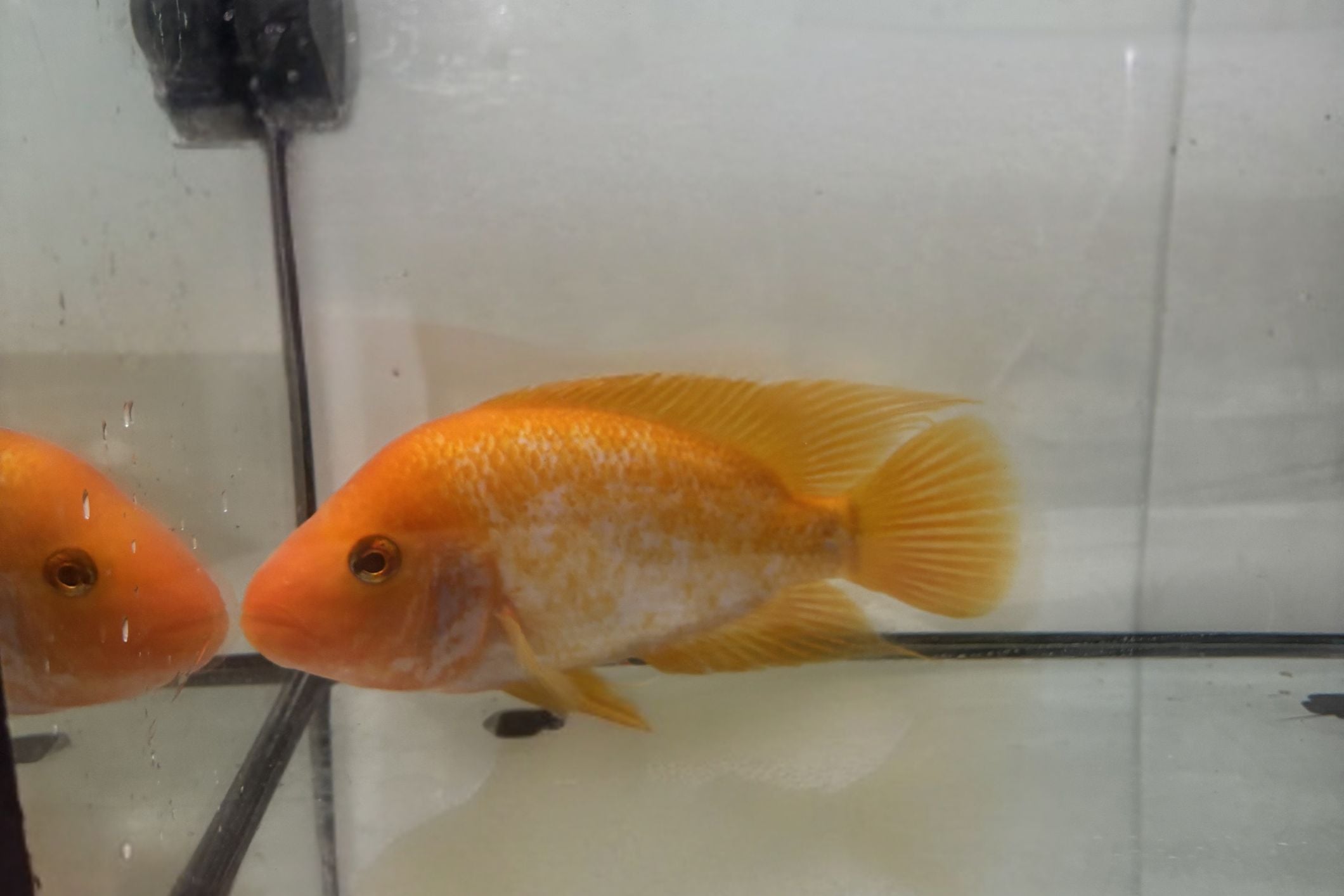 Red Devil Cichlid 7"