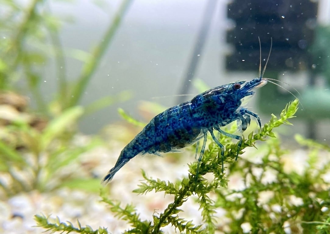 Blueberry Shrimp (Neocaridina davidi) (10 PACK) A+ GRADE