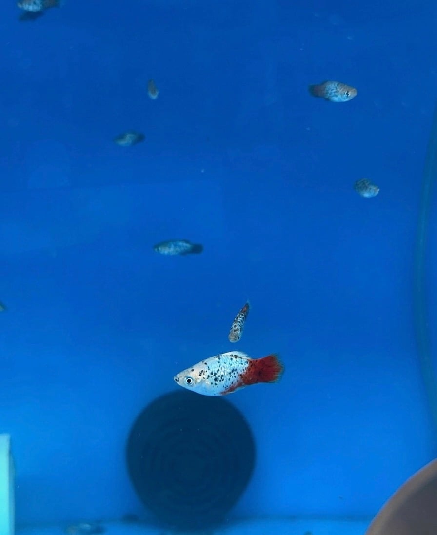 Blue Coral Platy (10 PACK)