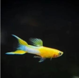 Japan Blue Gold Double Sword Guppy (Trio m/f/f)