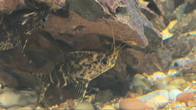 2 Upside Down Catfish (Synodontis Nigriventris)