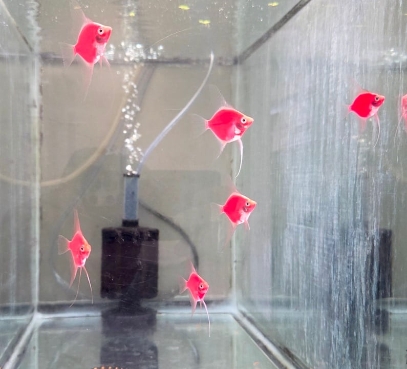 12 SCARLET RED ANGELFISH, QUARTER SIZE! (FULL COLOR)