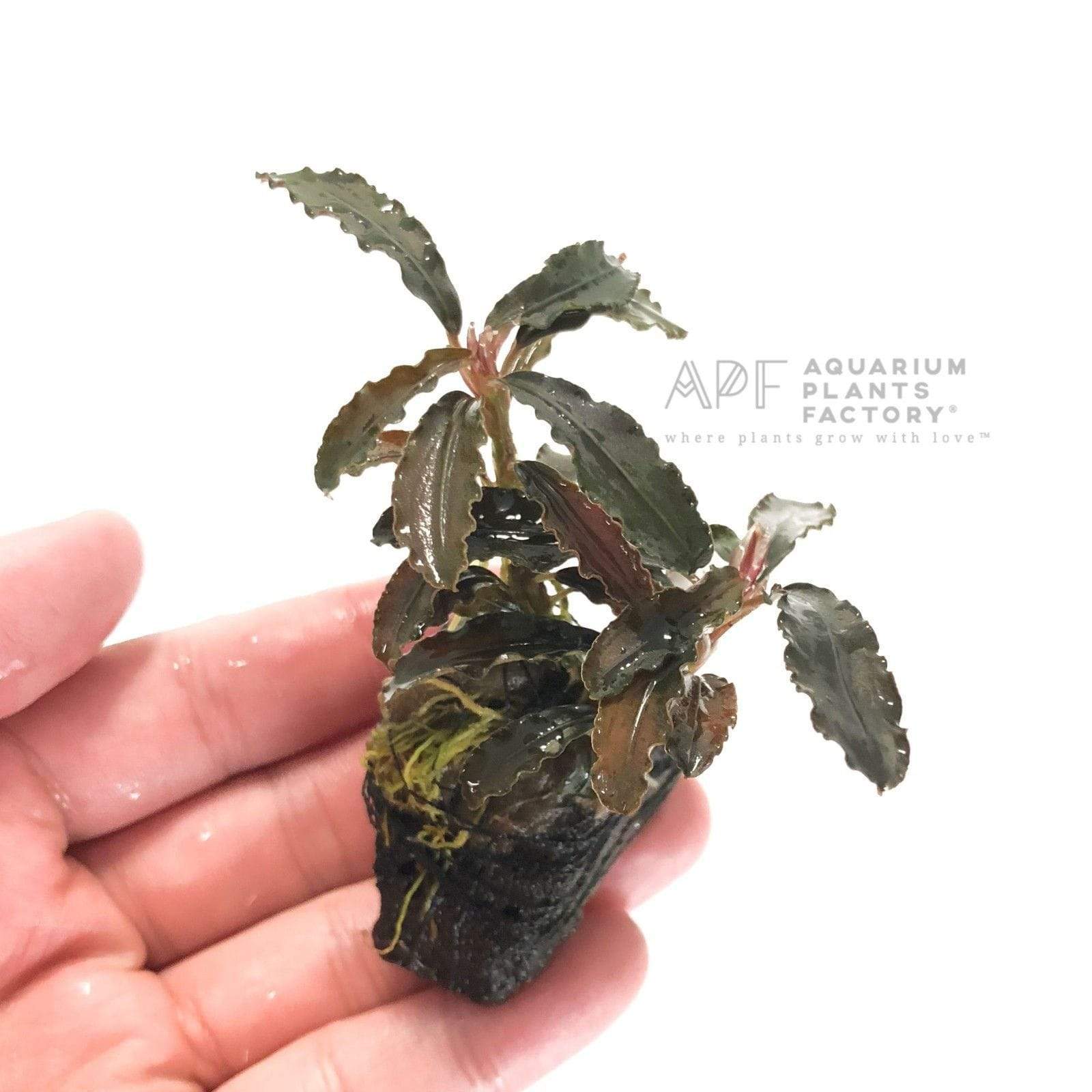 Bucephalandra Kedagang Red on Rock