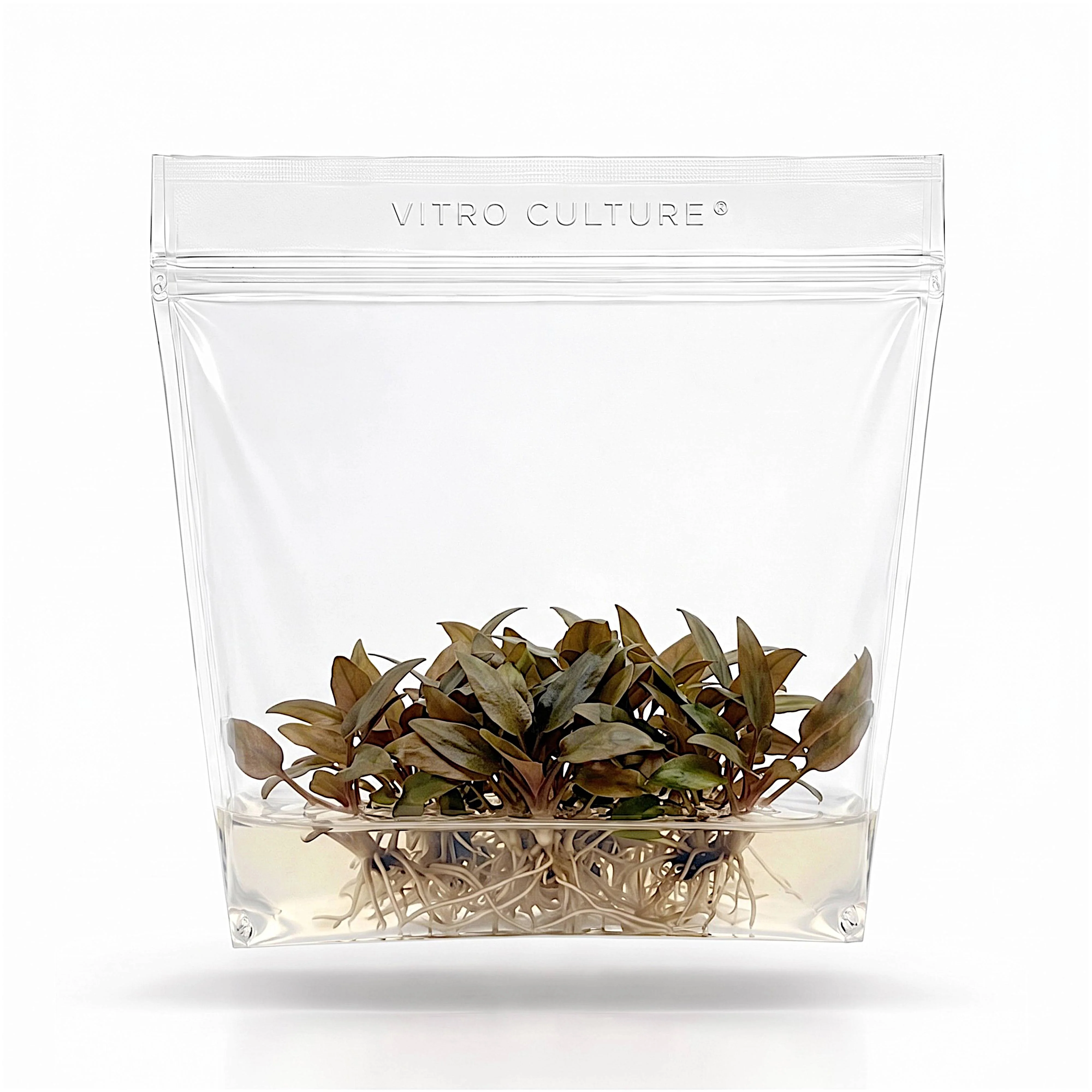 Cryptocoryne Wendtii Brown Indo Vitro Culture
