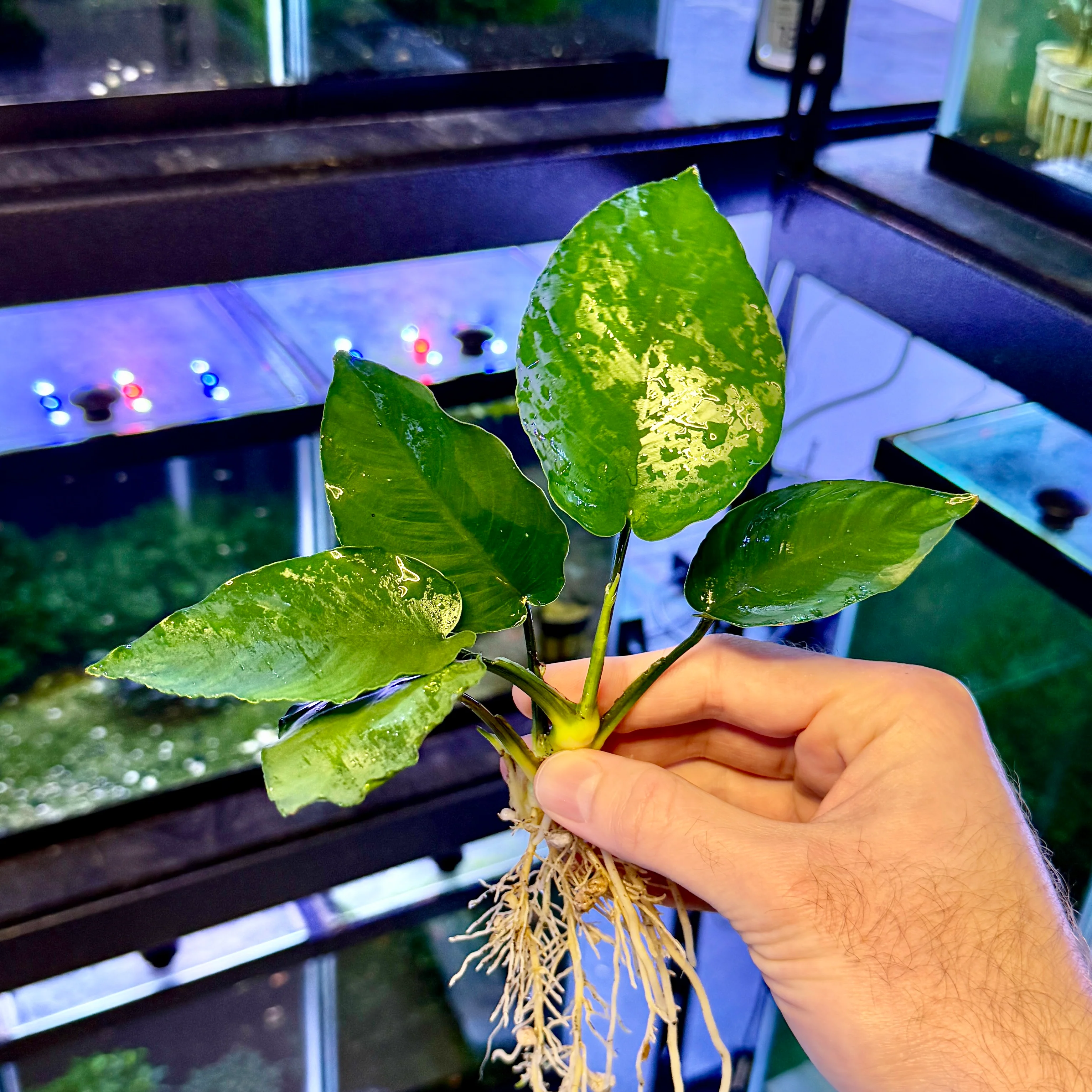 Anubias Nana XL
