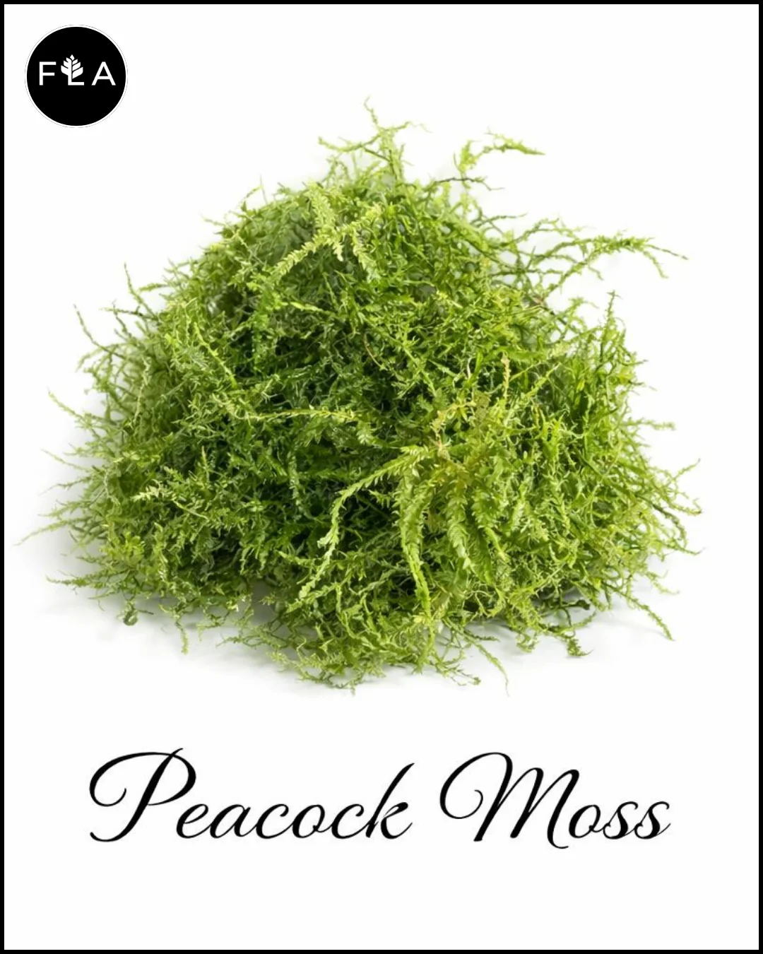 BUY 2 GET 1 FREE Peacock Moss