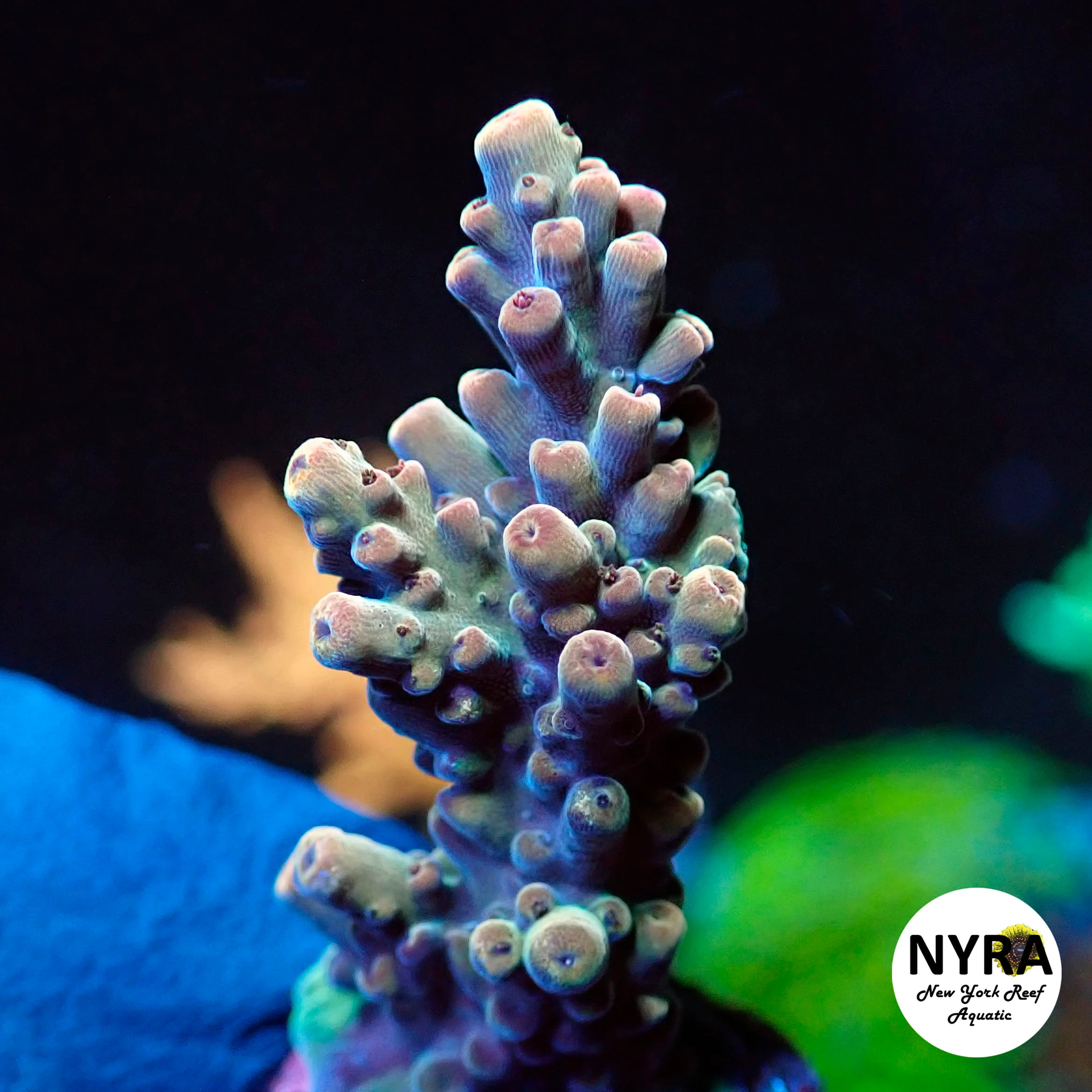NYRA Bullseye Acropora (R9)