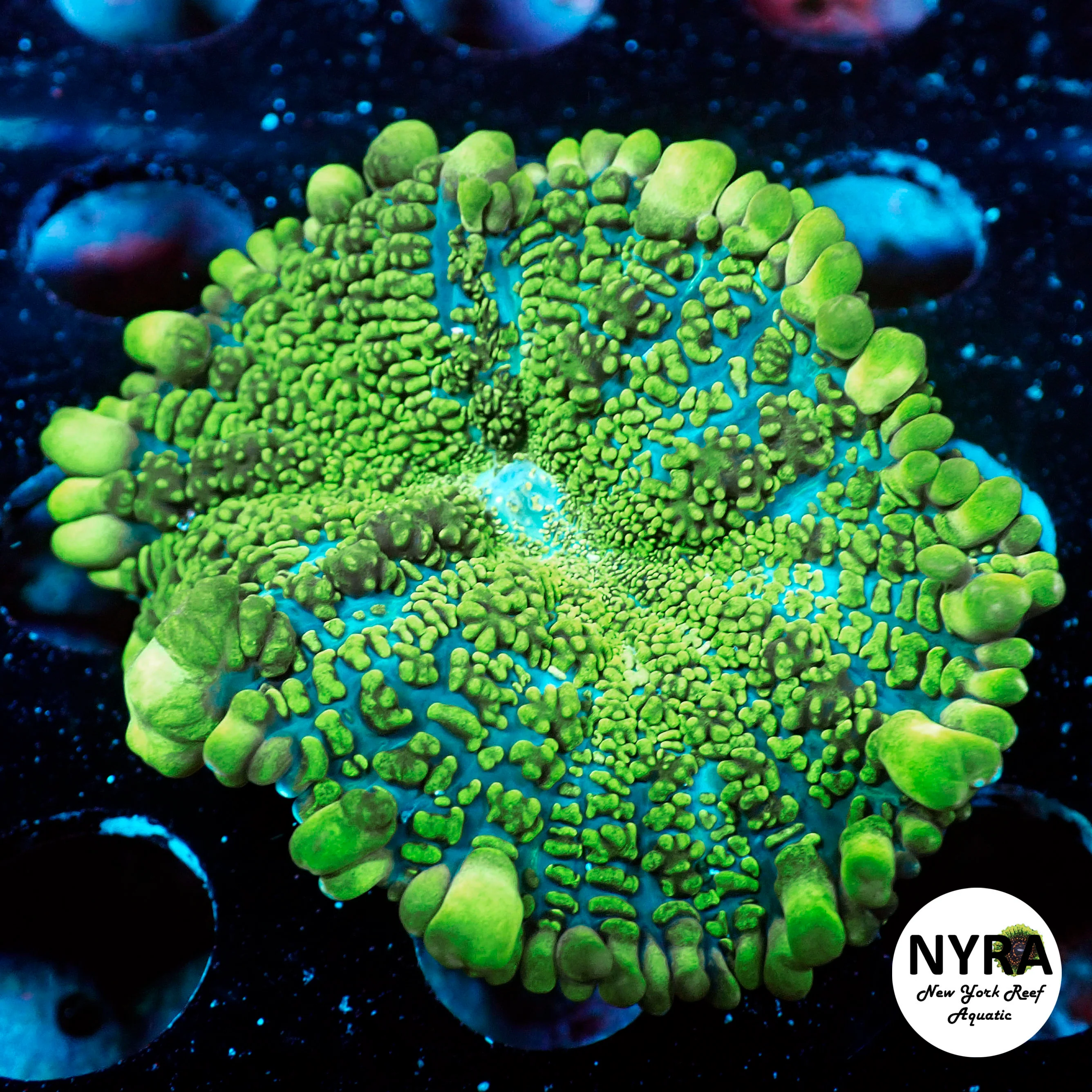 NYRA Doomsday Bounce Rim Mushroom 2.5in