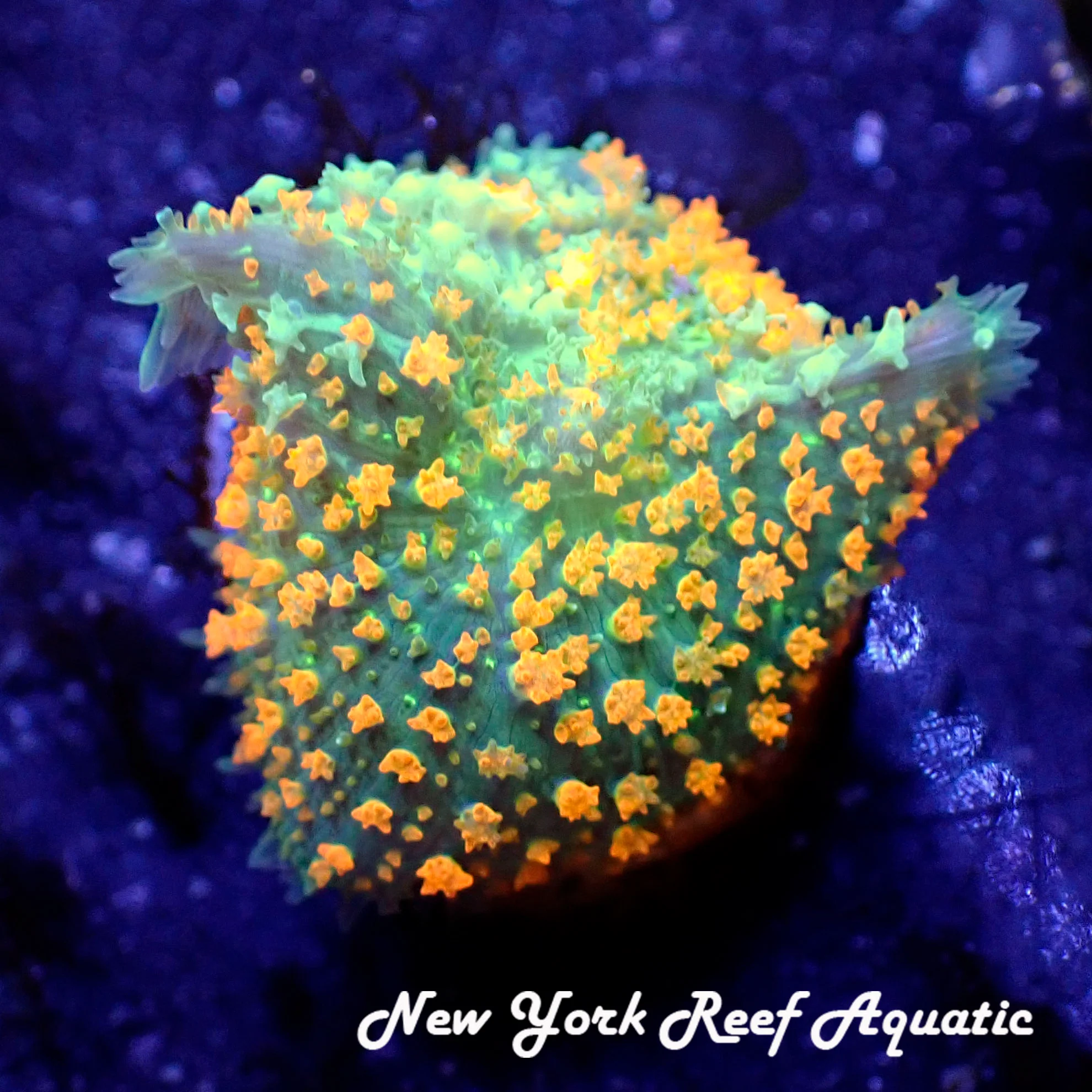 NYRA Fanta Bounce Mushroom