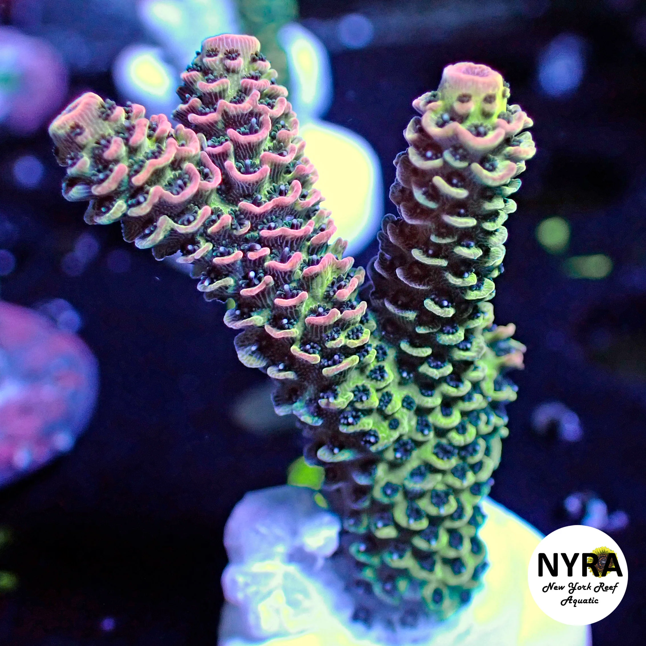 NYRA Flirty Wink Acropora (L19)