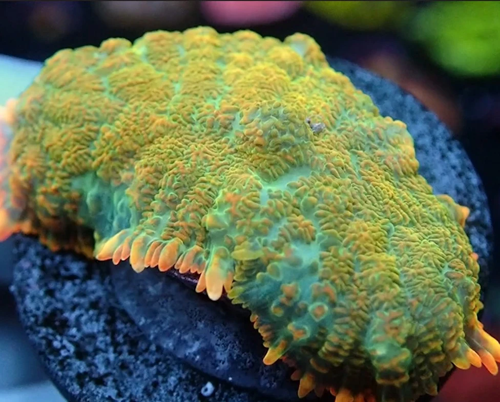 NYRA Spectaculous Mushroom