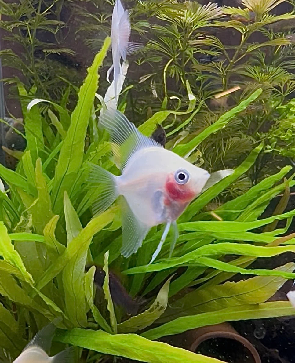 Red Ghost Angelfish (Quarter Size)
