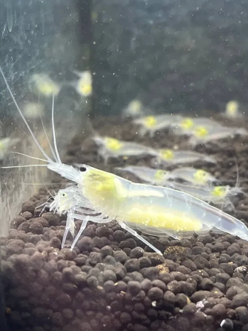 Snow White Amano Shrimp