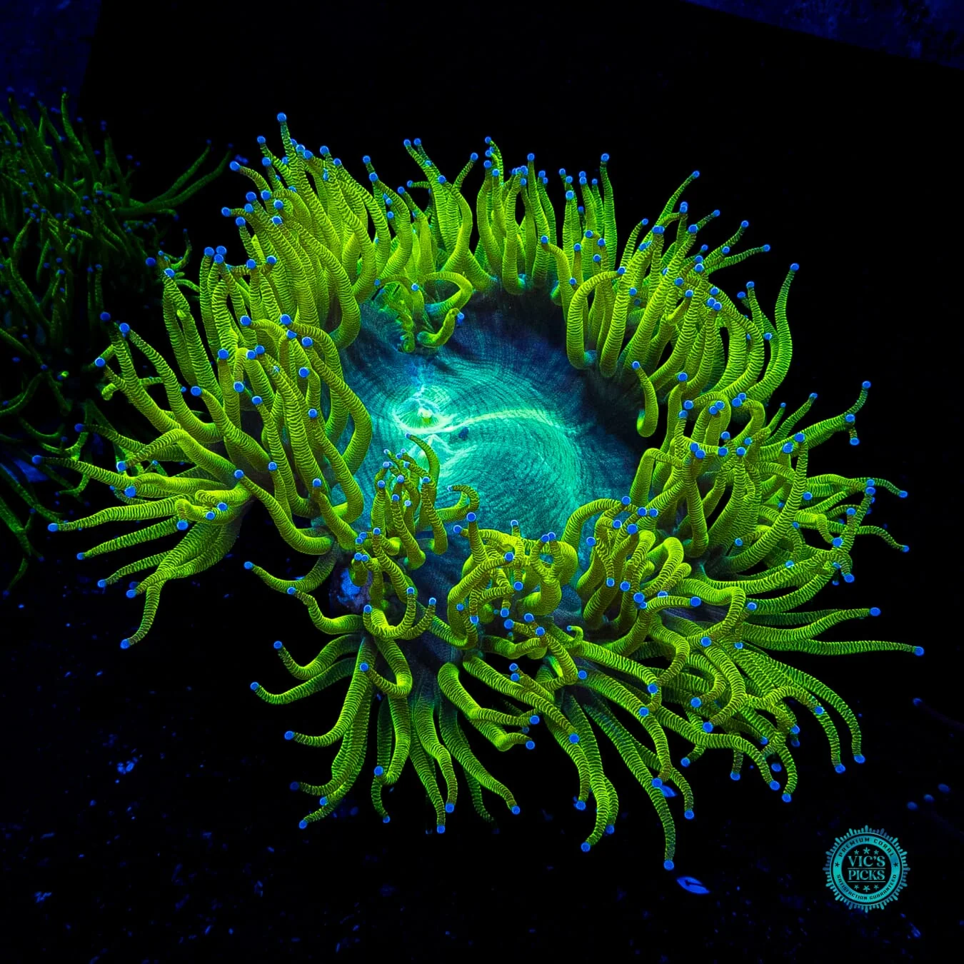 Neon Zebra Elegance