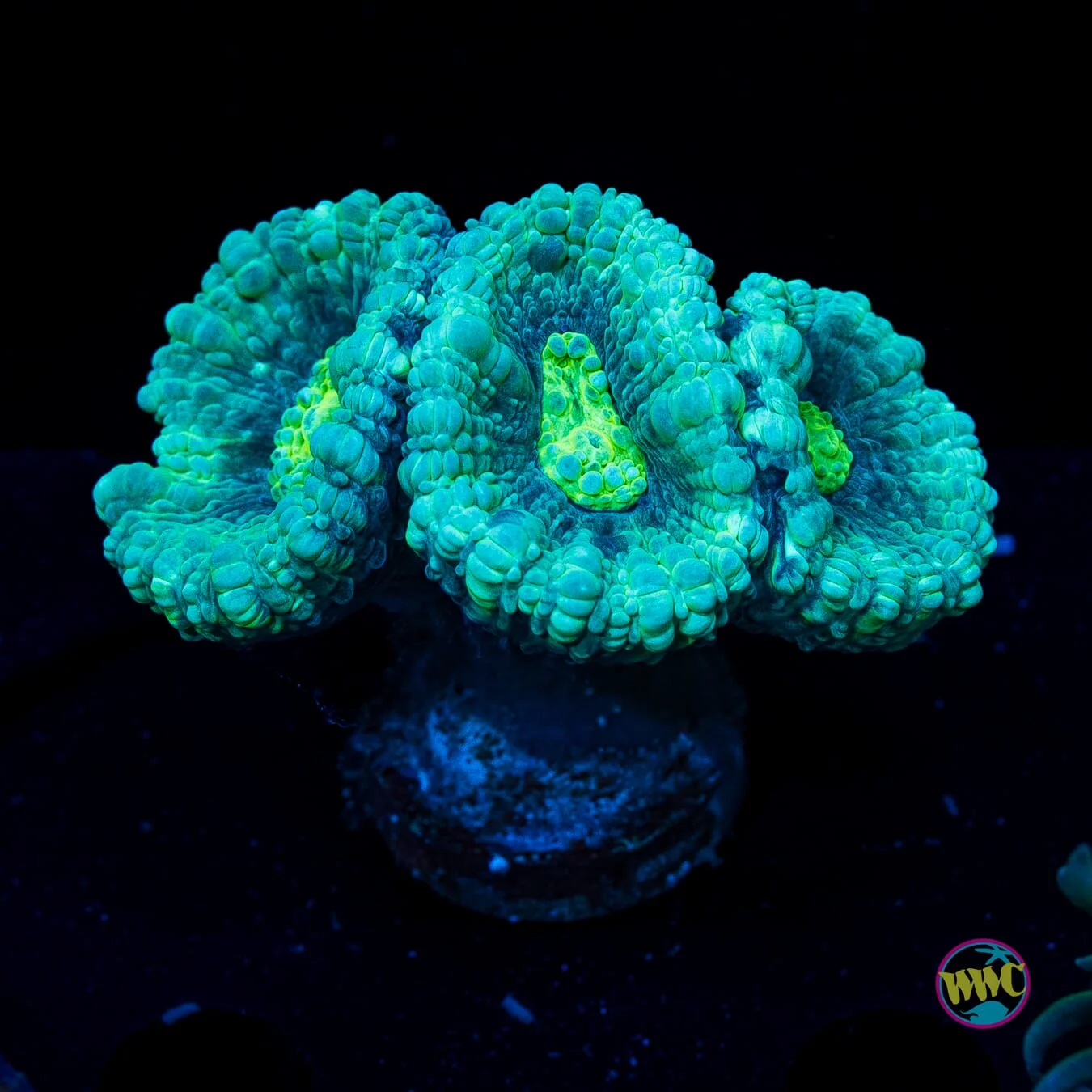 WWC Bulbasaur Candy Cane
