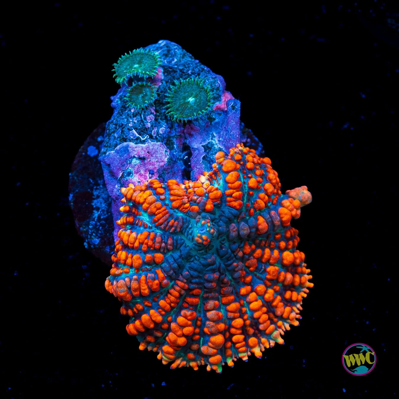 WWC King Julius Rhodactis Mushroom