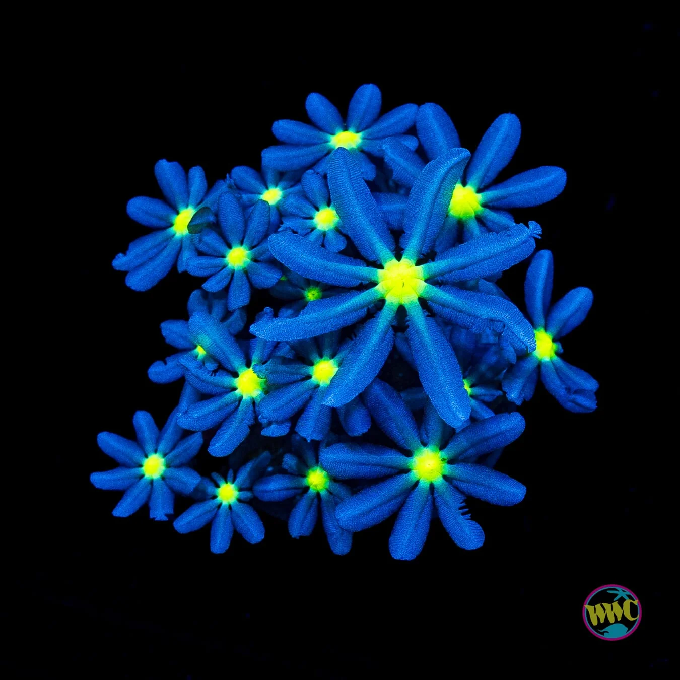 WWC Midnight Daisy Polyps