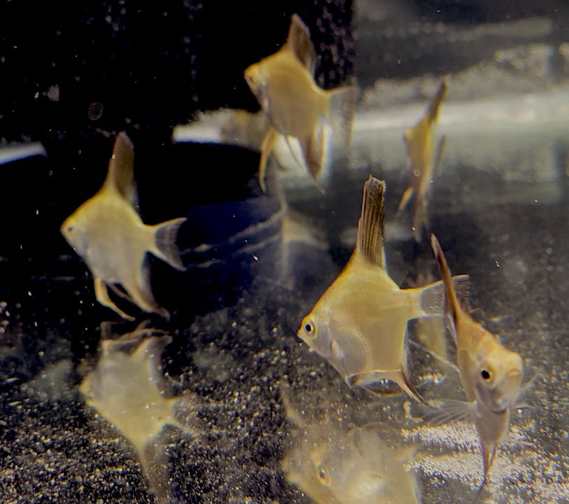 6 DOUBLE DARK Bulgarian Green Seal Point Angelfish