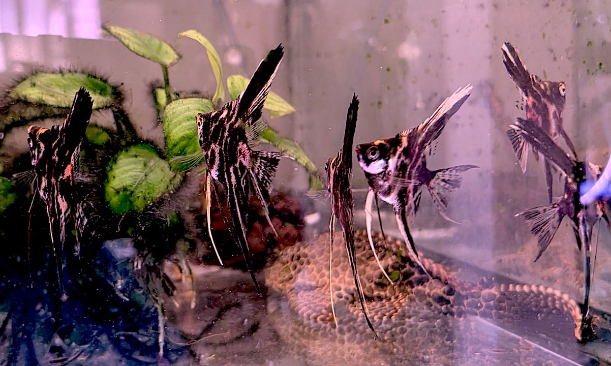 6 SCARLET RED DARK MARBLE ANGELFISH