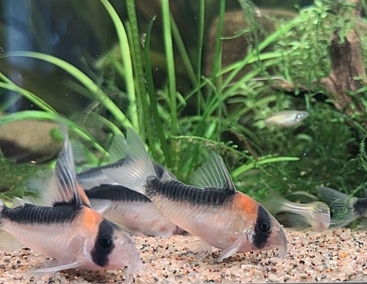 6 Corydoras duplicareus