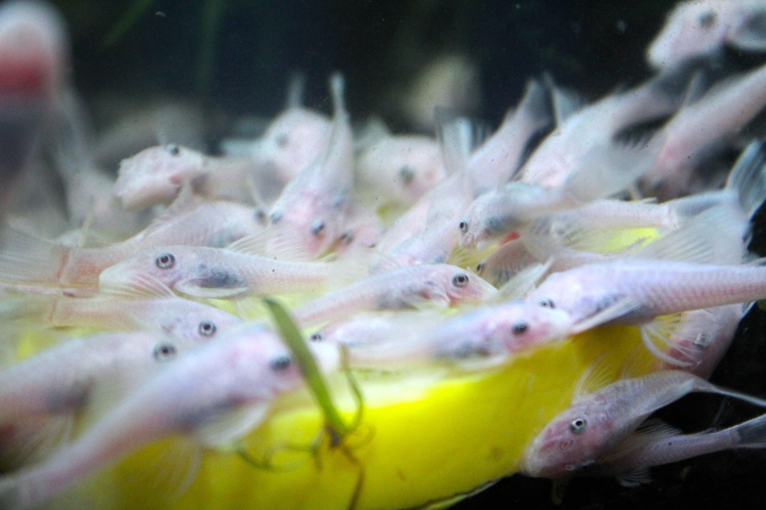 Group of 6 Snow White Bristlenose Plecos