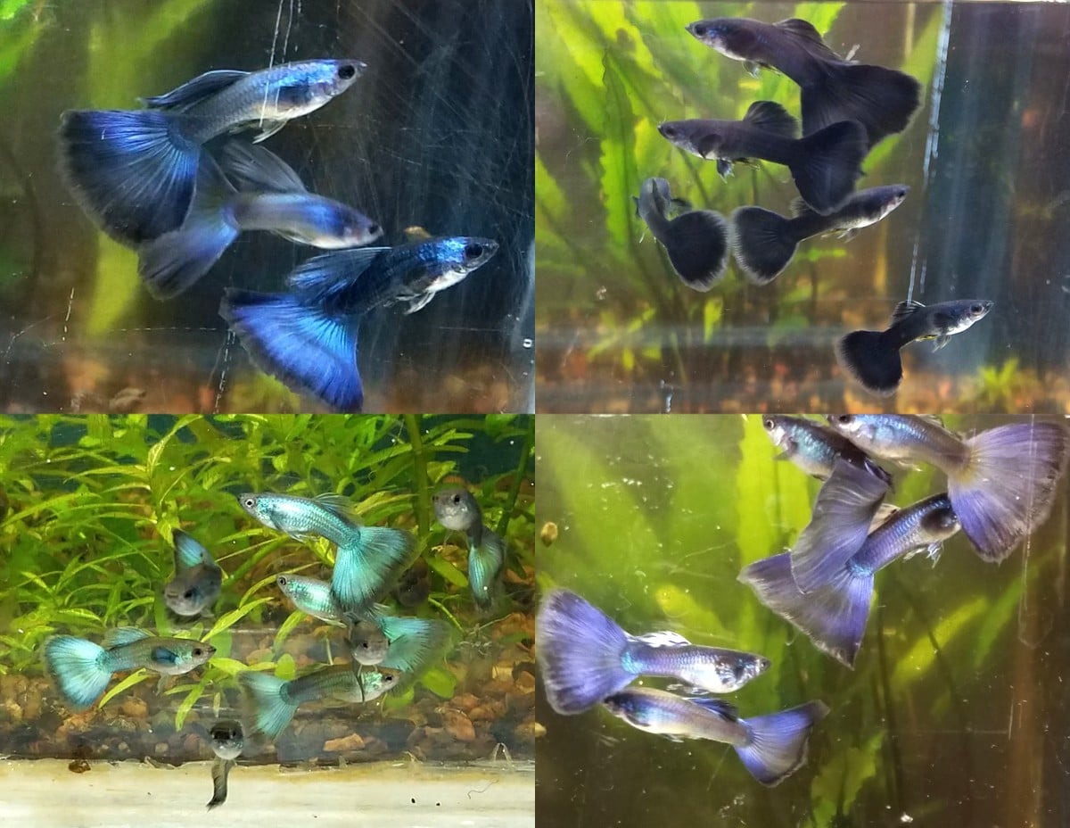 12x Assorted Moscow Guppy Pack - FREE SHIPPING