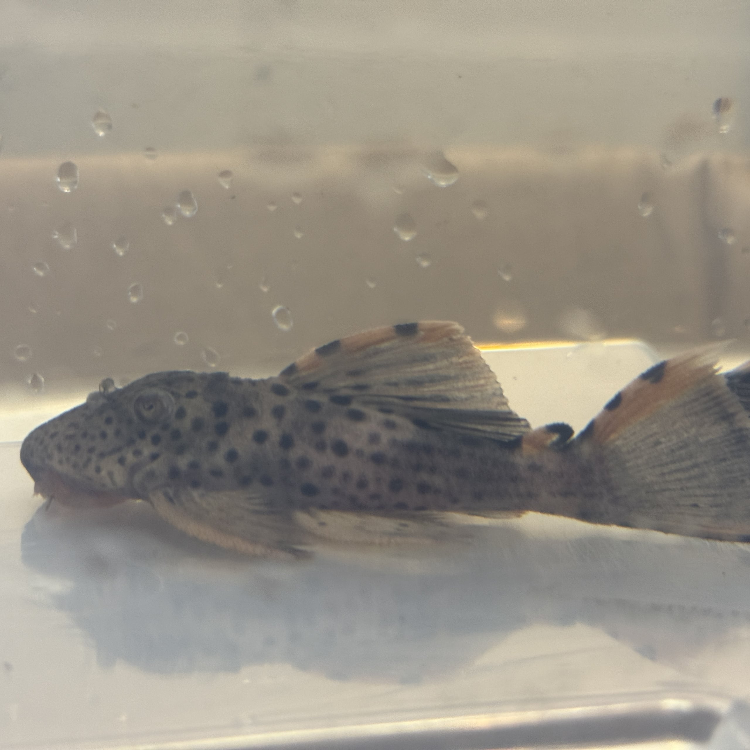 4X WC Leporacanthicus triactis (L091) "Three Beacon Pleco"