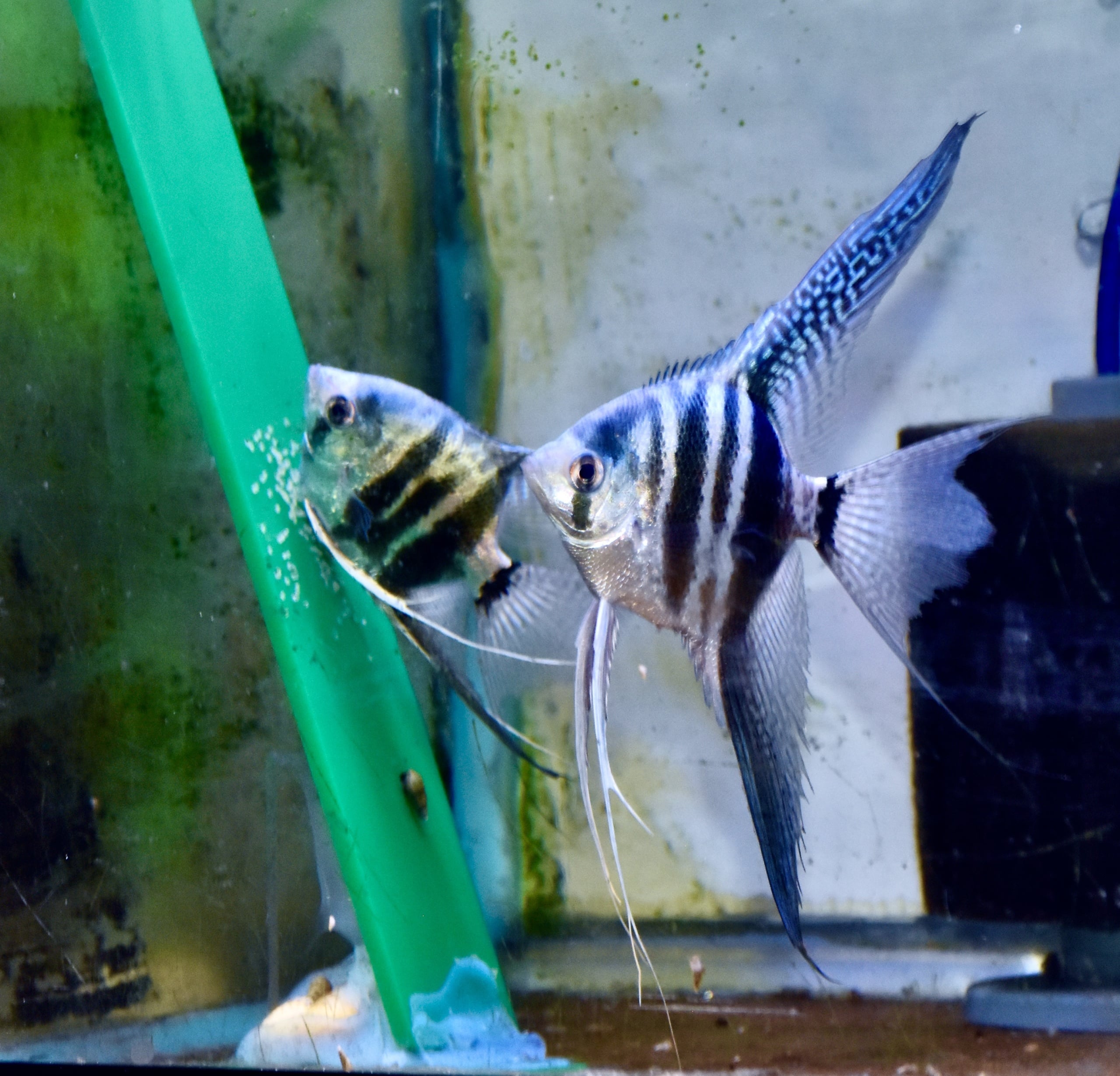 One Pair of blue super veil Angelfish