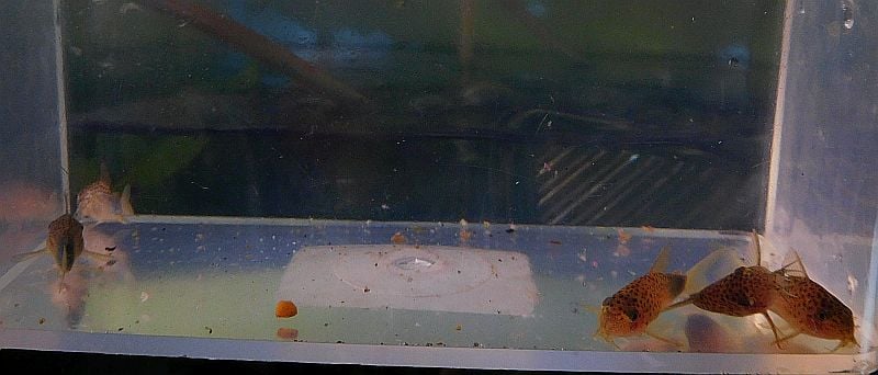 4 tank raised violetta corys