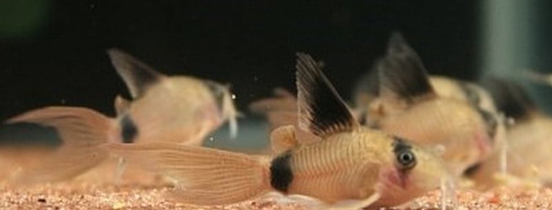 5 tank raised long fin panda corys