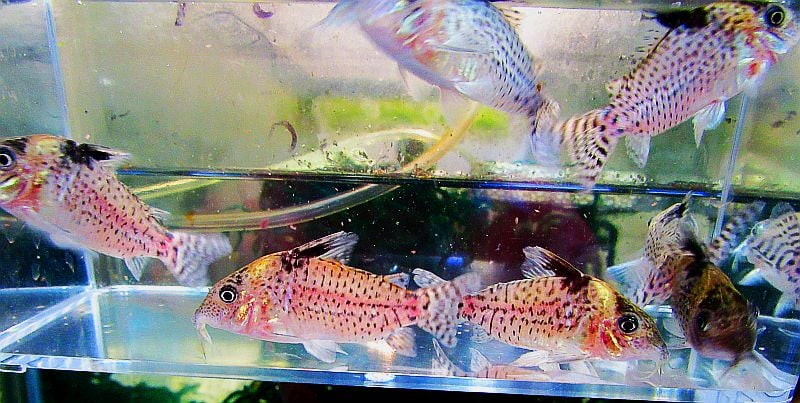 4 wild delphax corys