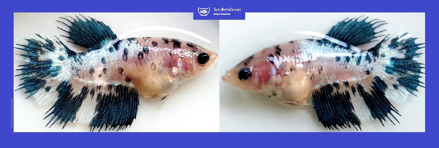 SEXY MARBLE CROWNTAIL!! #1 (Shipping Cost Included in Price)