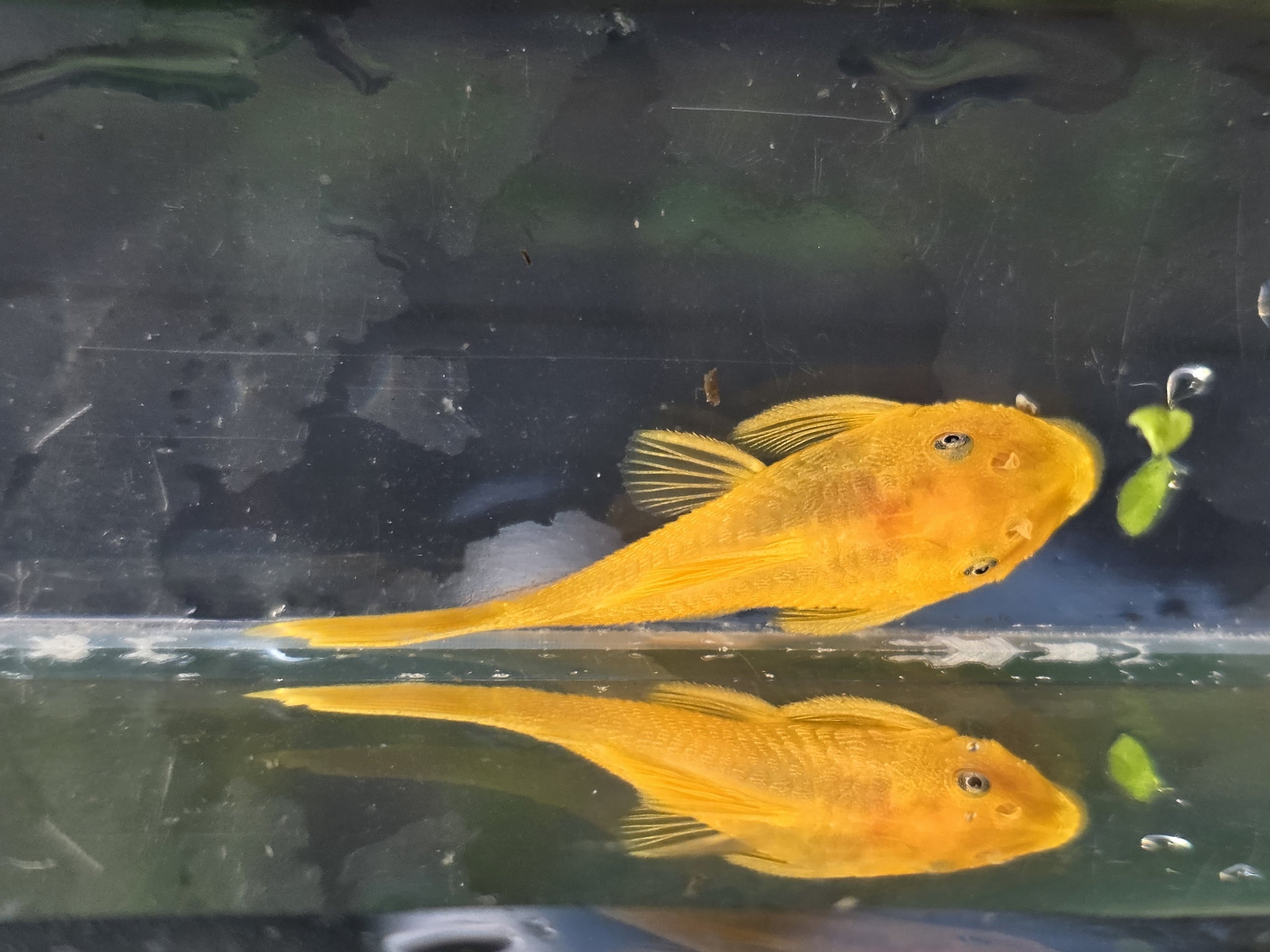 Group of 3 lemon blue eye plecos, unsexed, 2-2.5 inches