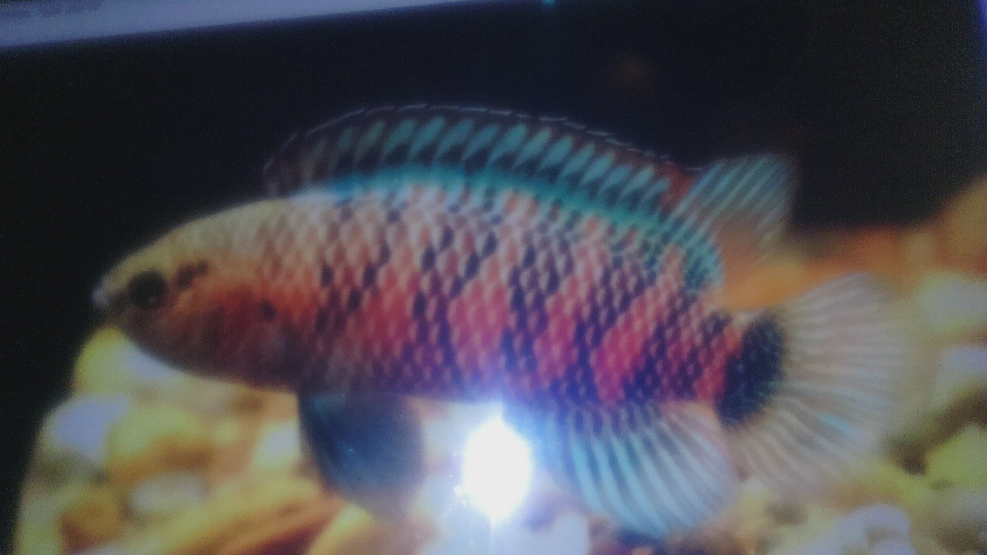5 Blue Badis badis