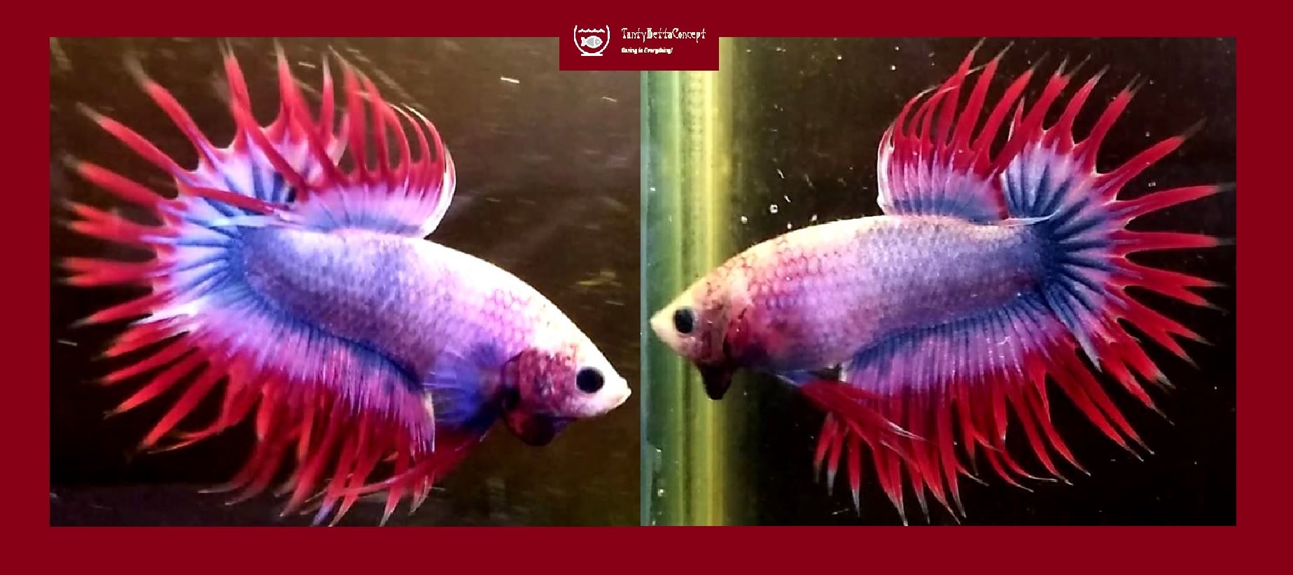 APACHE CROWNTAIL!! #1 (Shipping Cost Included in Price)