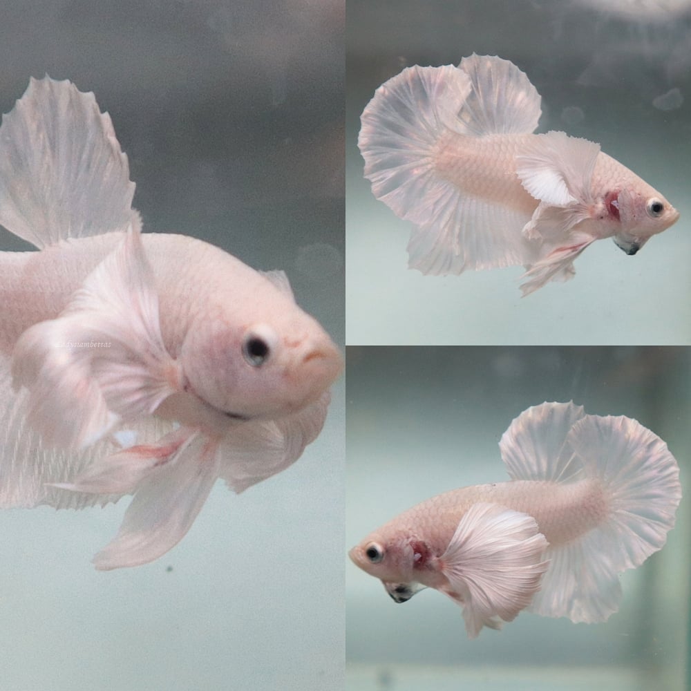 [Thailand] Pure White Dumbo HMPK (Male)