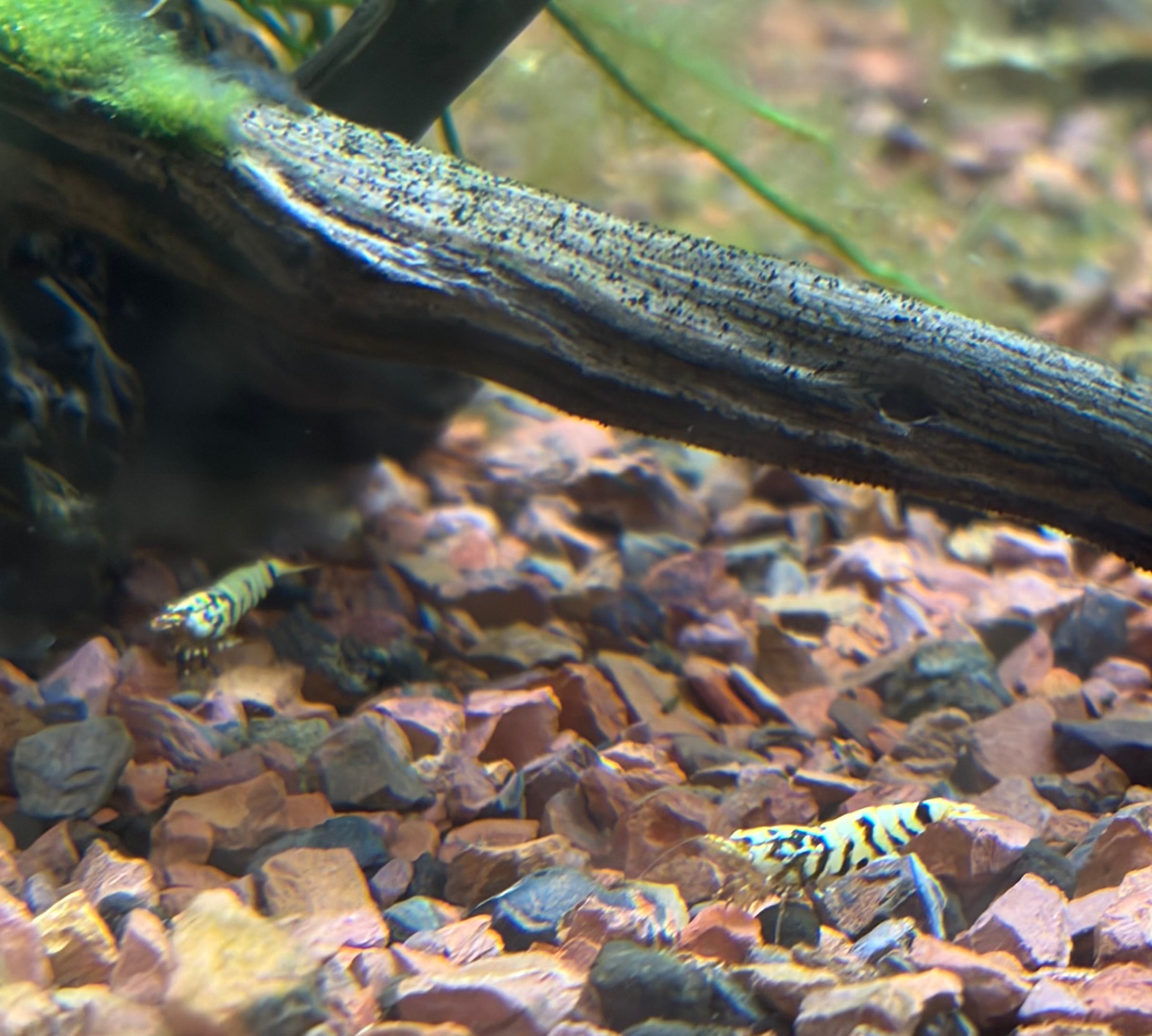Fancy Black Tiger Shrimp - 5 pack