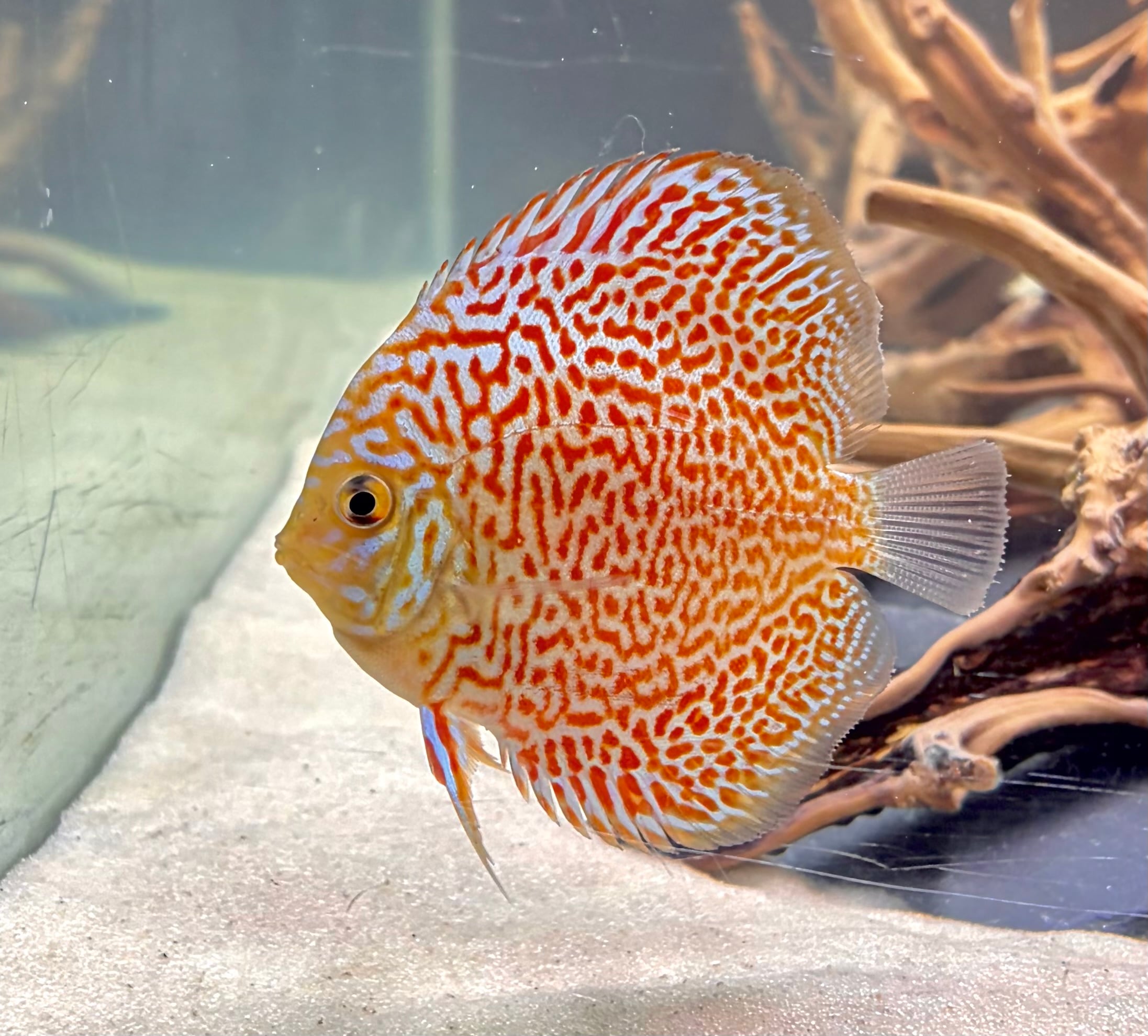 Bright Red Leopard Discus - 4.5-5in Size