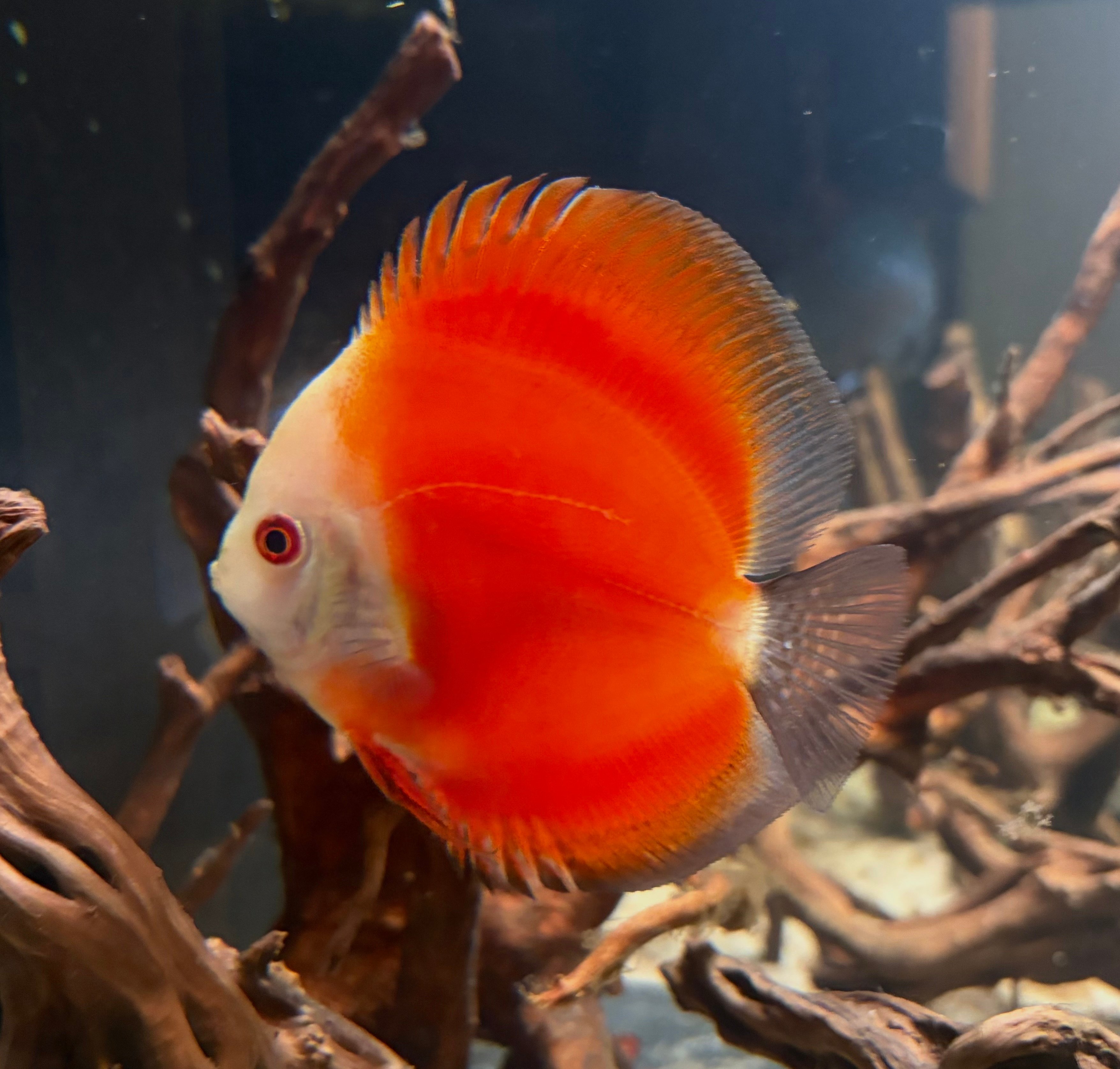 Bright Solid Red Melon Discus - 5-5.5in Size