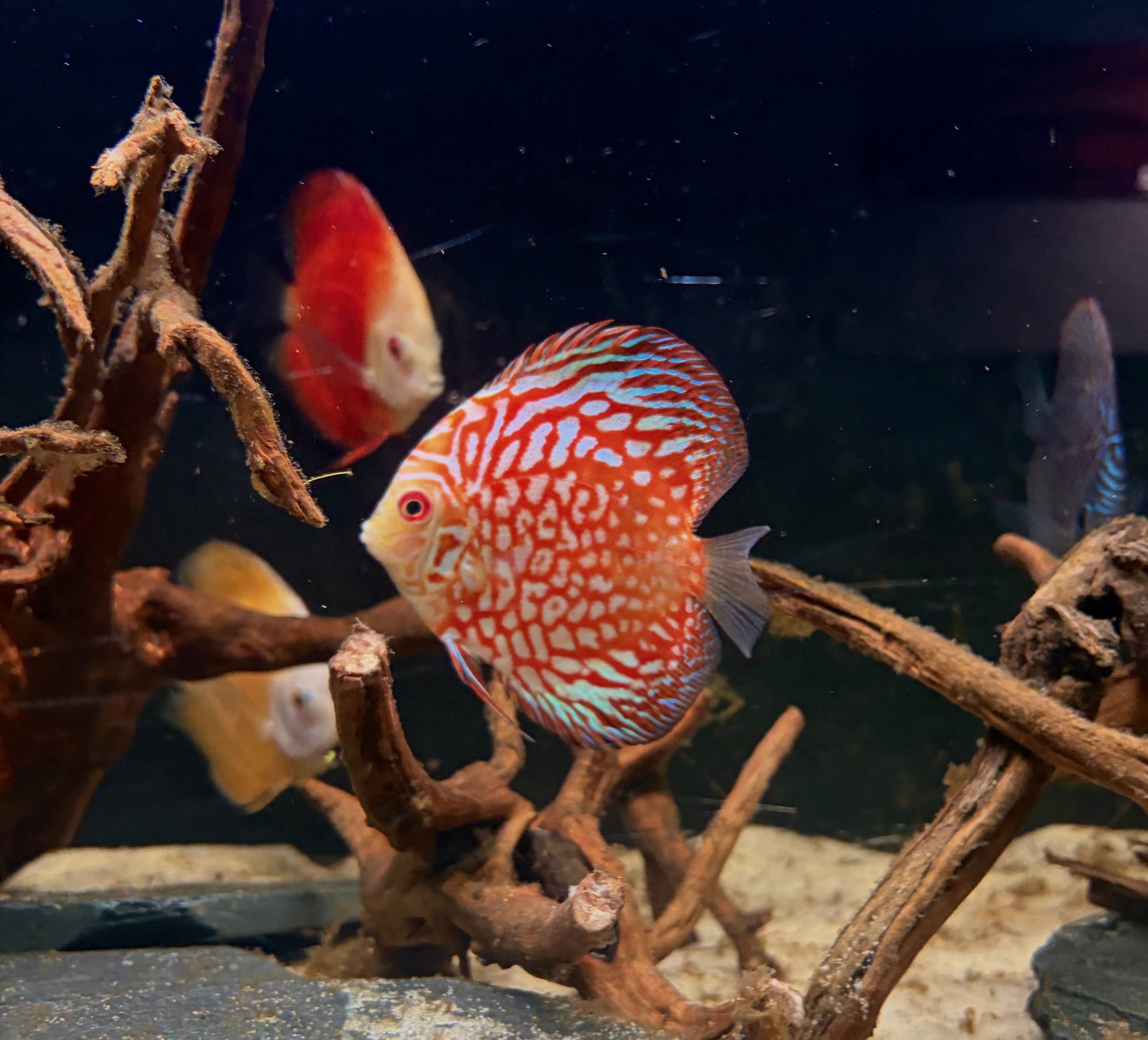 Red Pidegon Discus - 4.5-5in Size