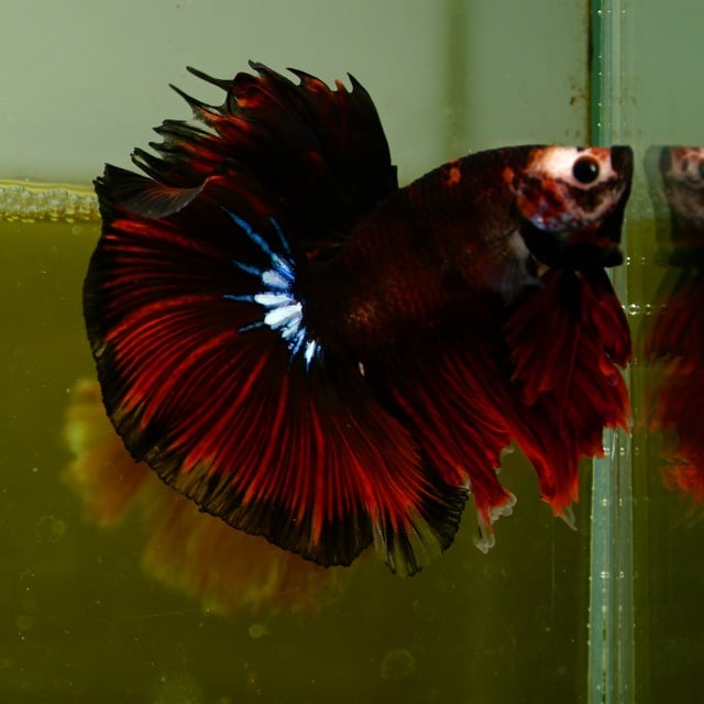 Male Black Red Nemo Mask HM Premium Thailand