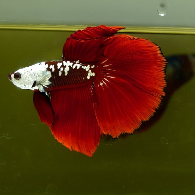 Male Red Samurai HM Premium Thailand