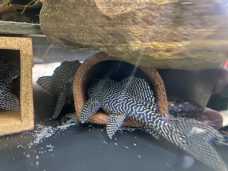 6X F1 Hypancistrus sp. (L260) "Queen Arabesque Pleco" NO RESERVE