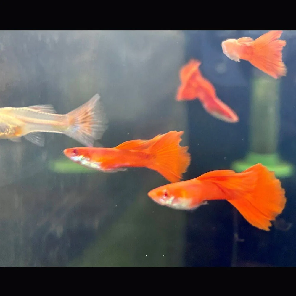 Albino Full Red Guppy Male
