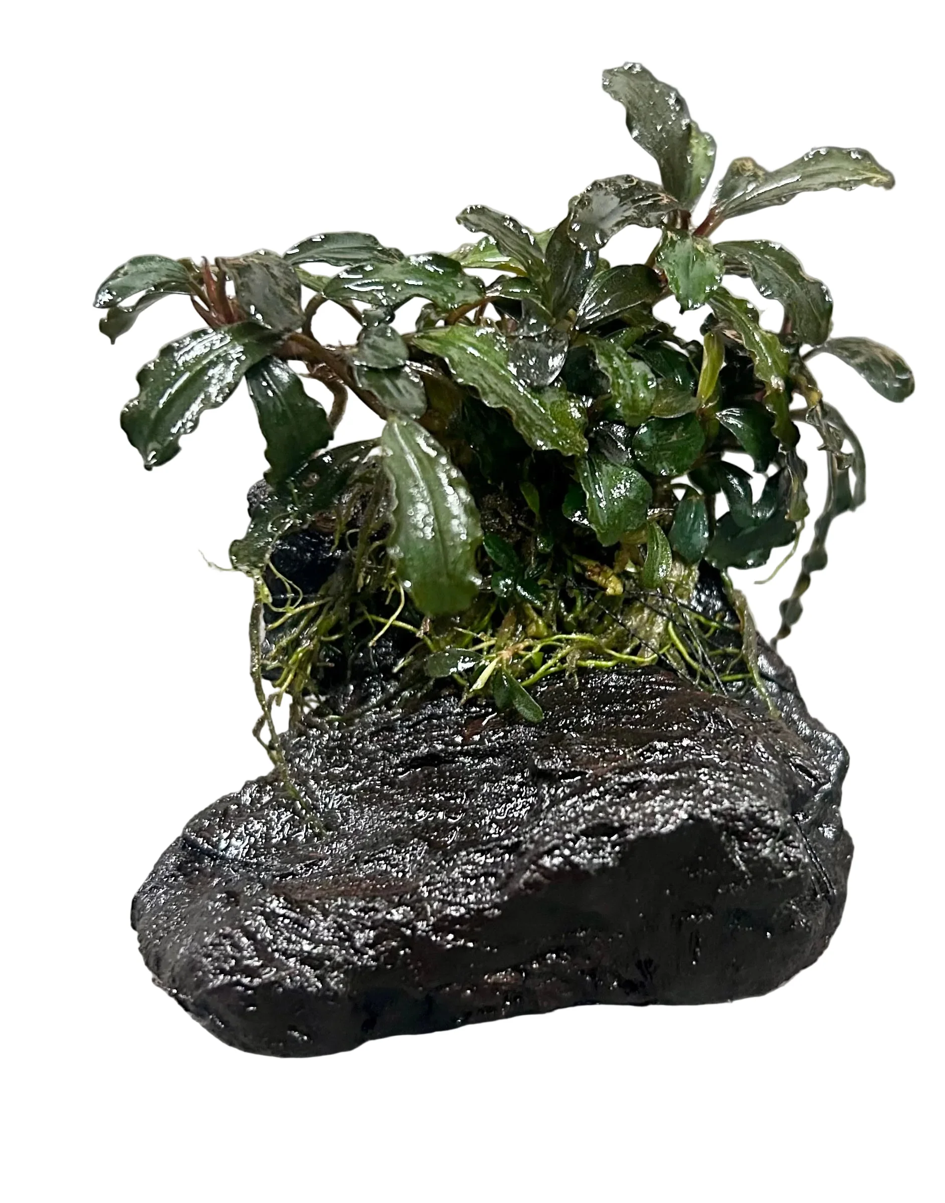 W.Y.S.I.W.Y.G. 3002 - Bucephalandra ‘Brownie Ghost Ulu Kapu’ on Small Driftwood