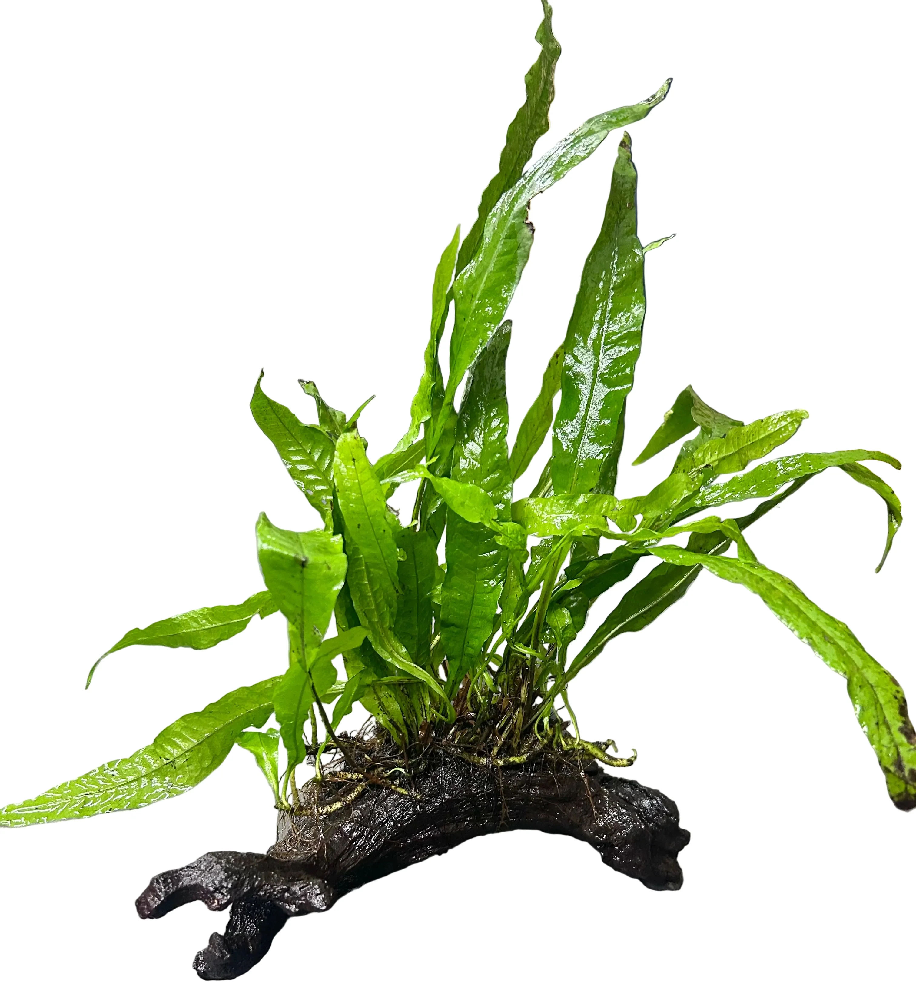 W.Y.S.I.W.Y.G. 4002 - Java Fern - Microsorum pteropus Driftwood